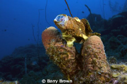 Passing a sponge at 65 feet we found this beautiful frogf... by Barry Brown 
